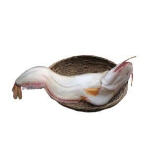 BOAL FISH