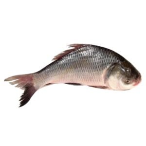 KATLA FISH