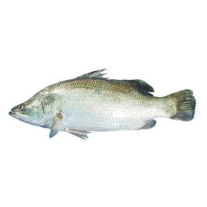 KORAL FISH