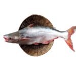 PANGUSH 2 KG UP