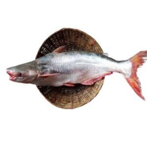 PANGUSH 2 KG UP